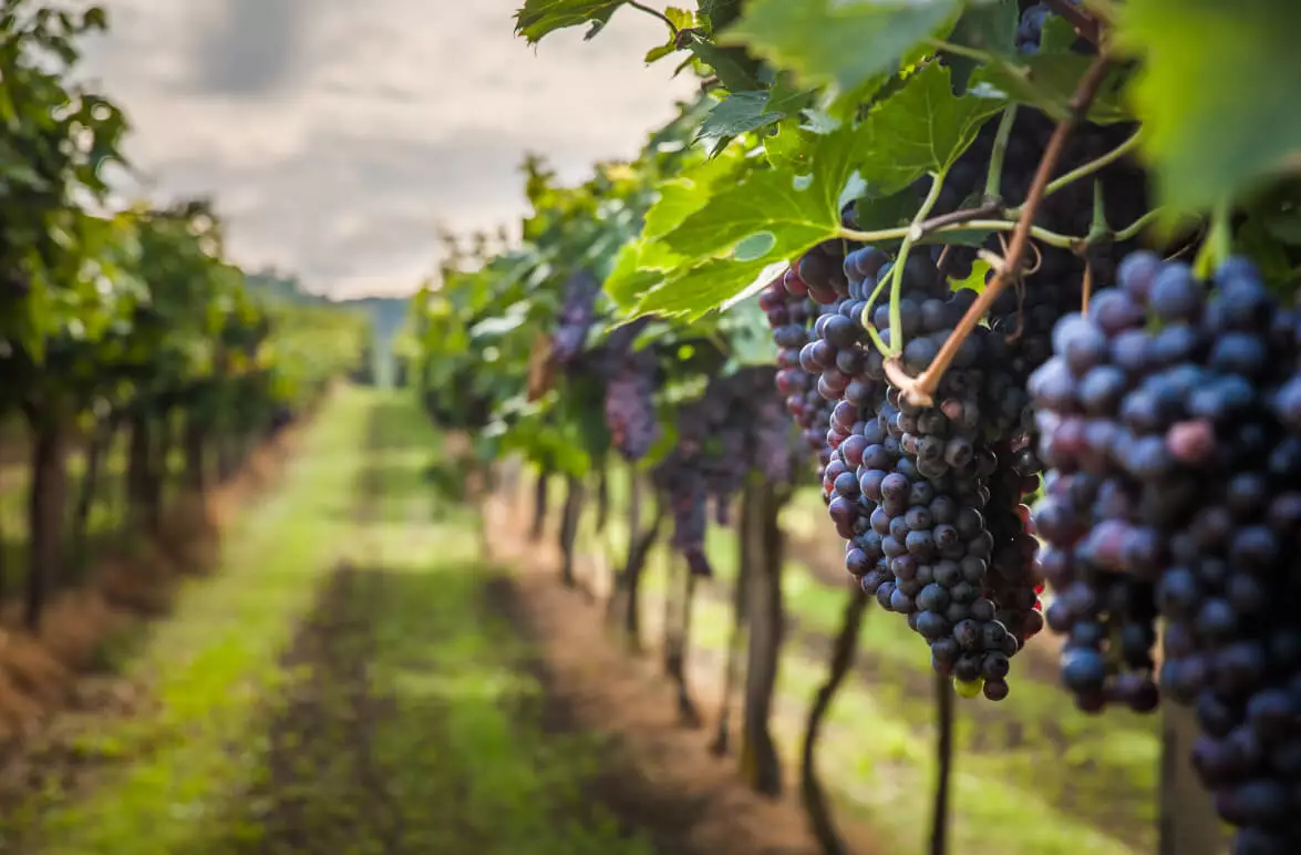 campo de viñas y racimos de uva